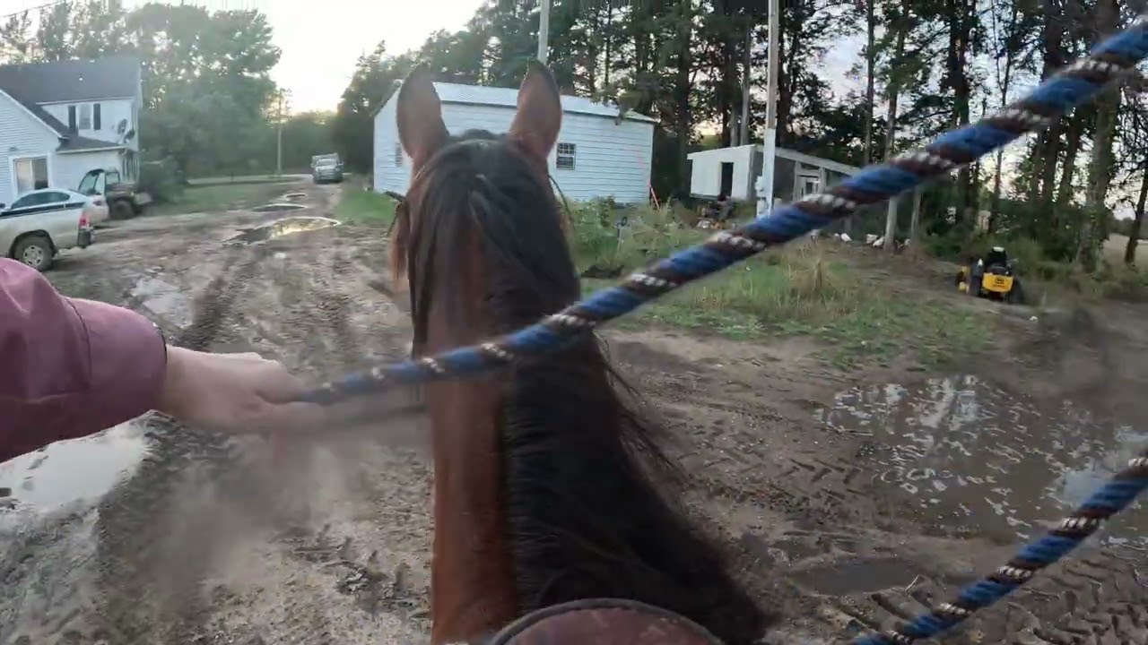 Ember and a short driveway ride 10/8/25