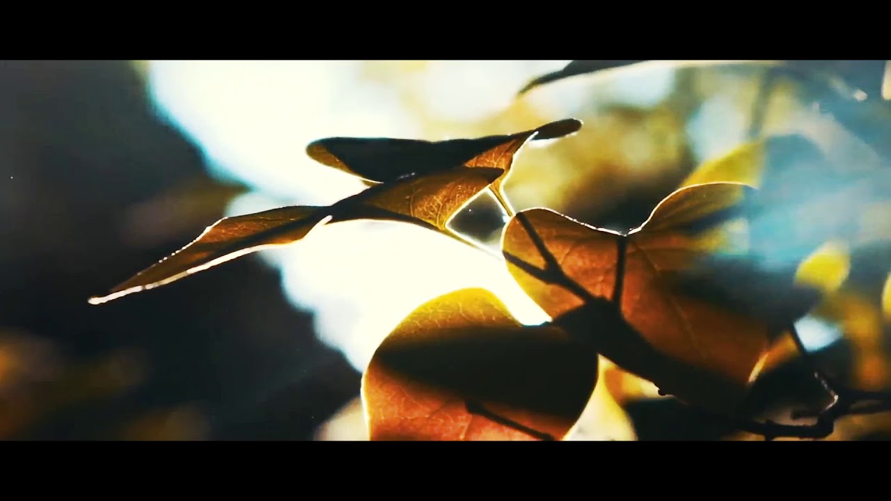 SANGUE - LA FIAMMA BRUCIA ANCORA (OFFICIAL LYRIC VIDEO)
