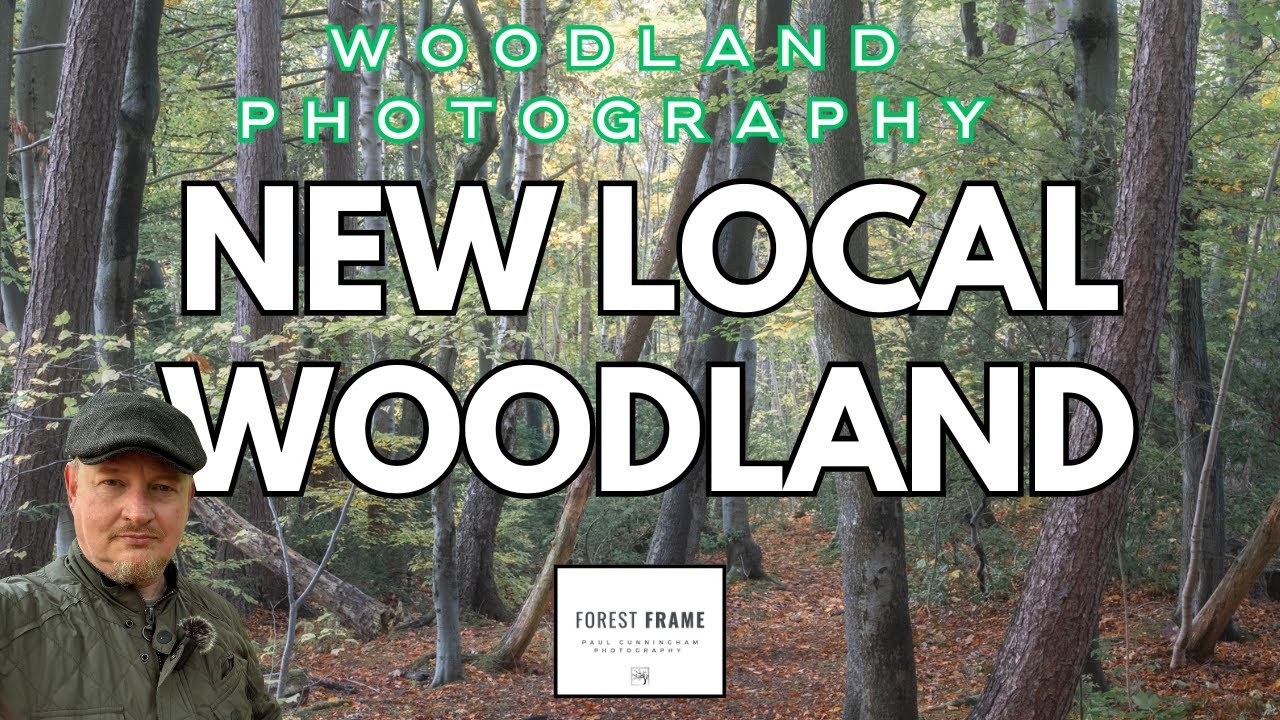Woodland Photography in a New Forest