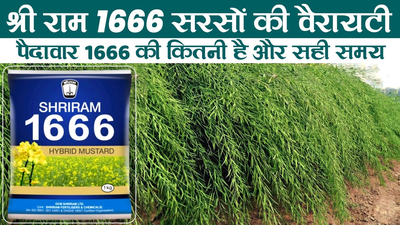 Shri Ram 1666 variety | Sarso ki kism 1666 | Sarso ki kheti | सरसों की खेती