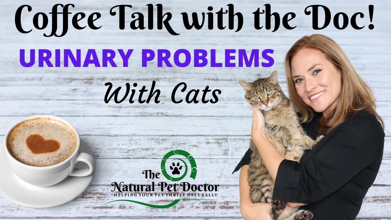 Urinary Problems with Cats with Dr. Katie Woodley - The Natural Pet Doctor