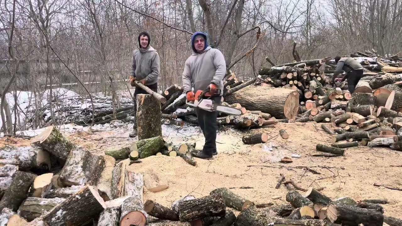 Professional Logging Crew Using STIHL Chainsaws