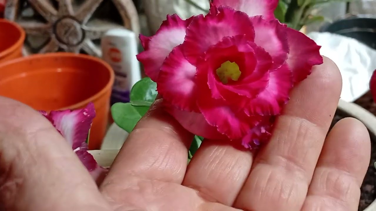 Polinizando a rosa do deserto dobrada!!!