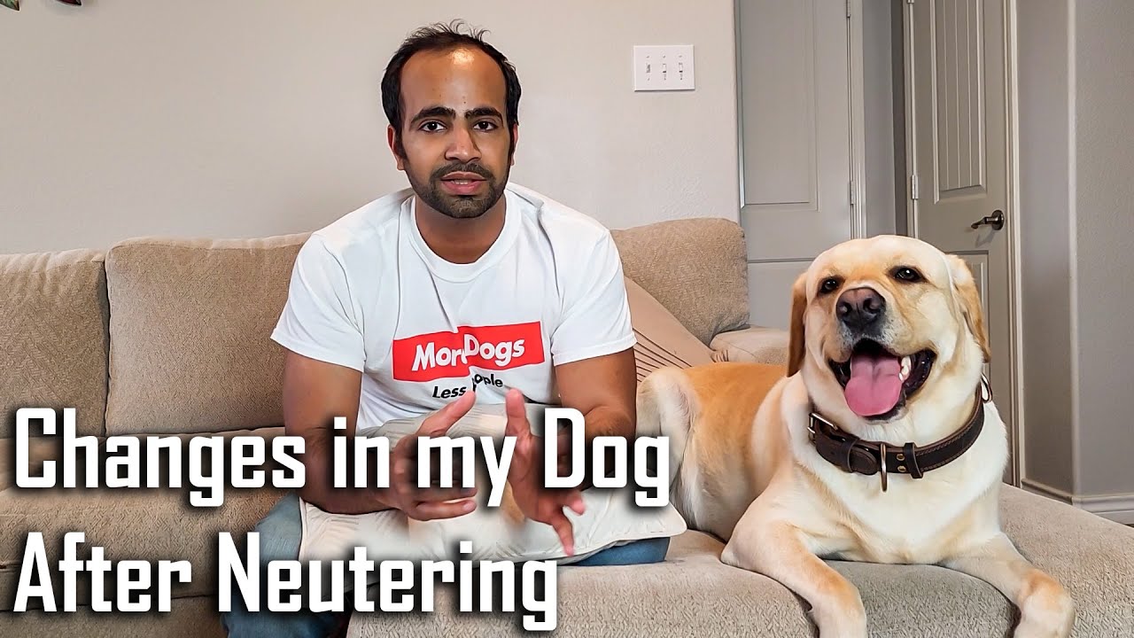 Kya Neuter Ke Baad Dog Ke Behavior me Change Aata Hai? Weight Gain After Neutering?