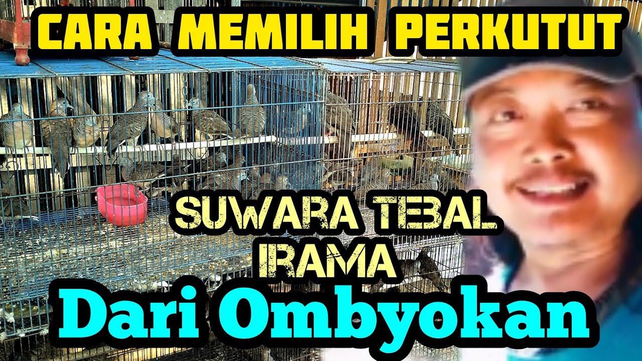 Cara memilih perkutut suwara TEBAL IRAMA,,,❗Dari ombyokan @MangoenDjoyoChannel