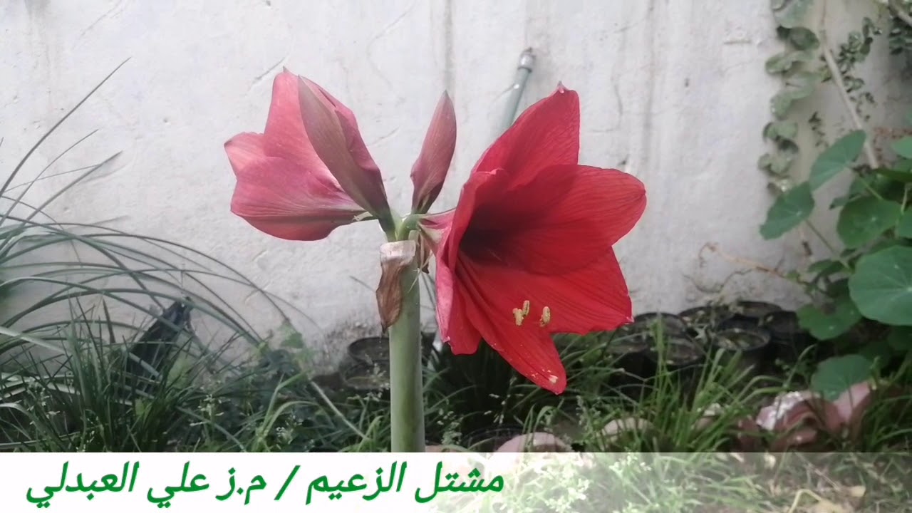 ما حقيقة ابصال الامرلس و هل هيه امرلس فعلاً ام صنف اخر تابعوا الفيديو إلى النهاية