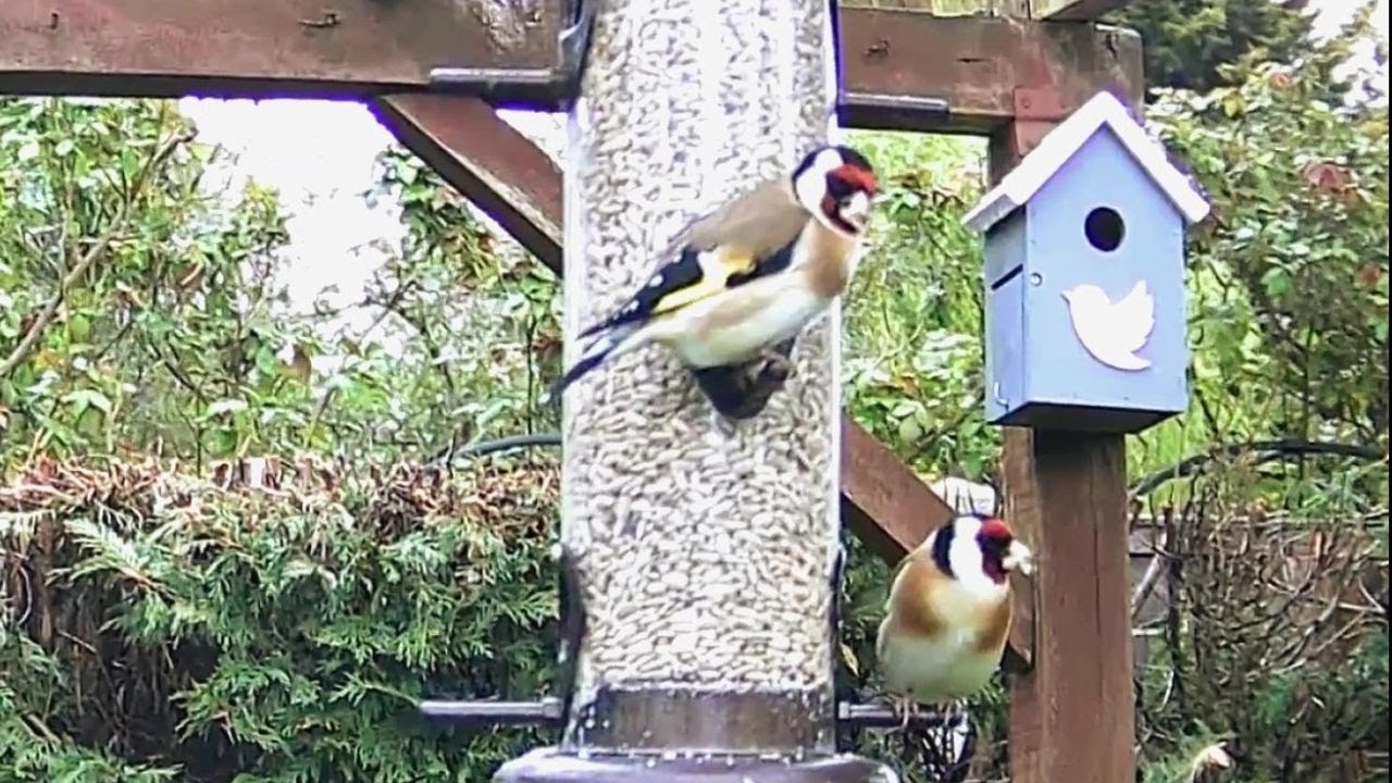 HOW TO ATTRACT WILD BIRDS TO YOUR GARDEN IN THE UK
