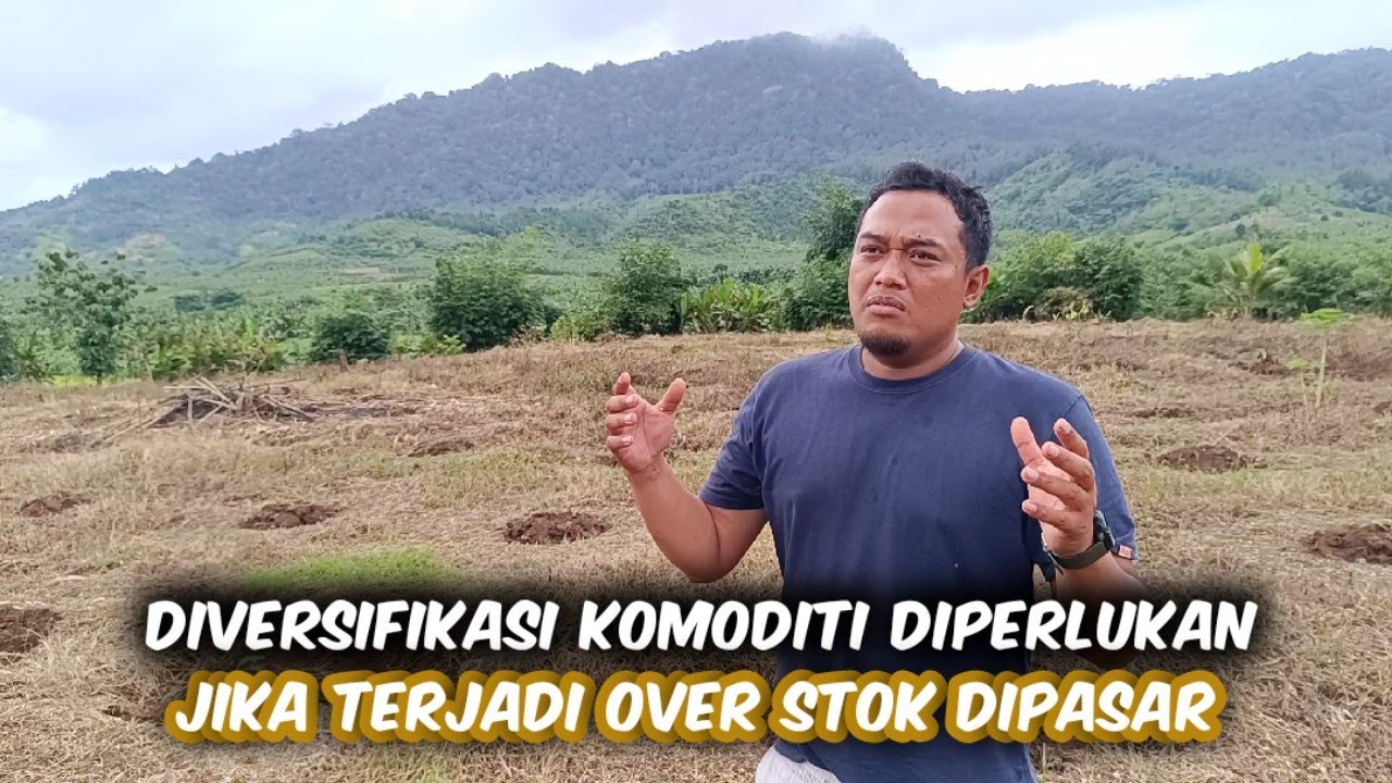 Tanam Pepaya Sebagai Diversifikasi Karena Pisang Candi Yang Membludak