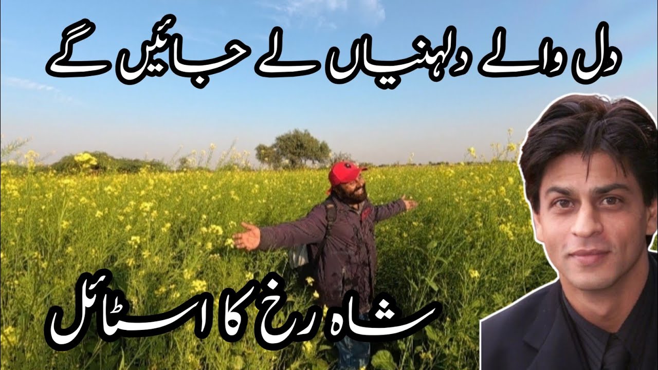 My village vlog and sindh Agriculture University Tandojam Faculty and beautiful grounds sarso  phool