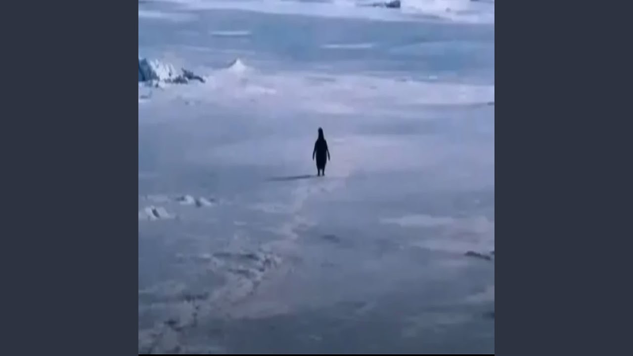 L'amour Toujours (Organ Penguin Version)