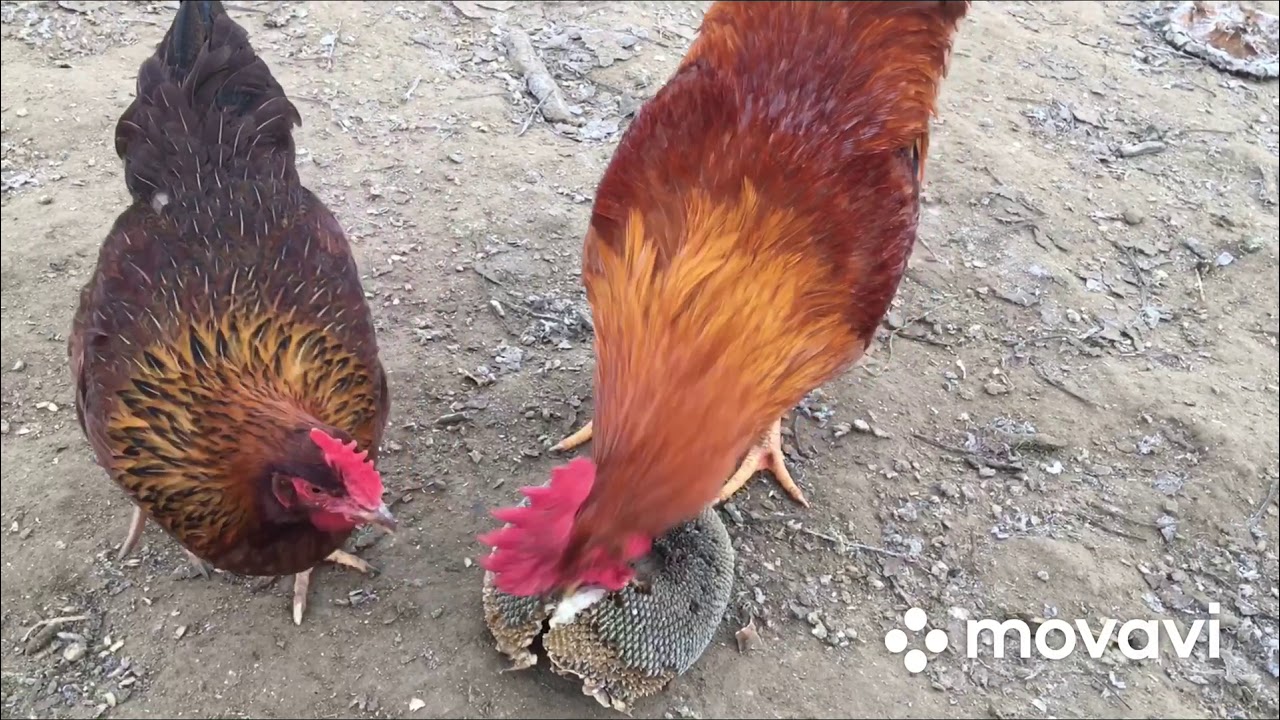Őshonos Magyar tyúkok (Hungarian hens).