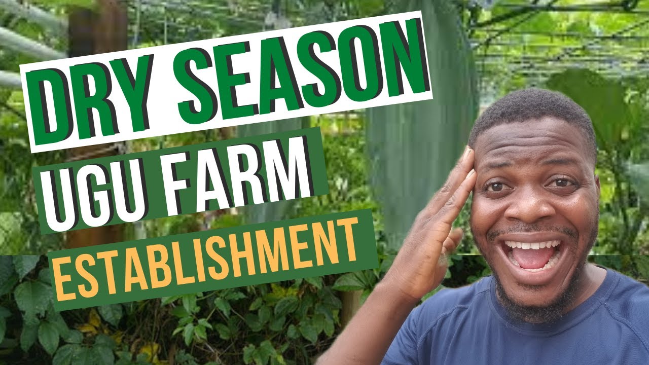HOW TO SET UP AN UGU FARM/ Ugu farm establishment/ dry season farming/ Okongobong farming/ ugu pods