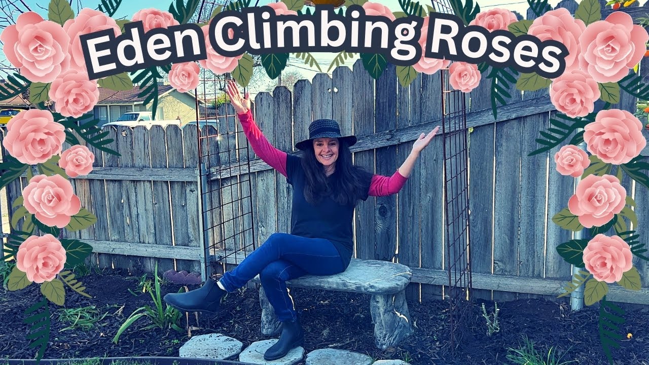 Planting Eden Climbing Rose on Garden Trellis (bare root)