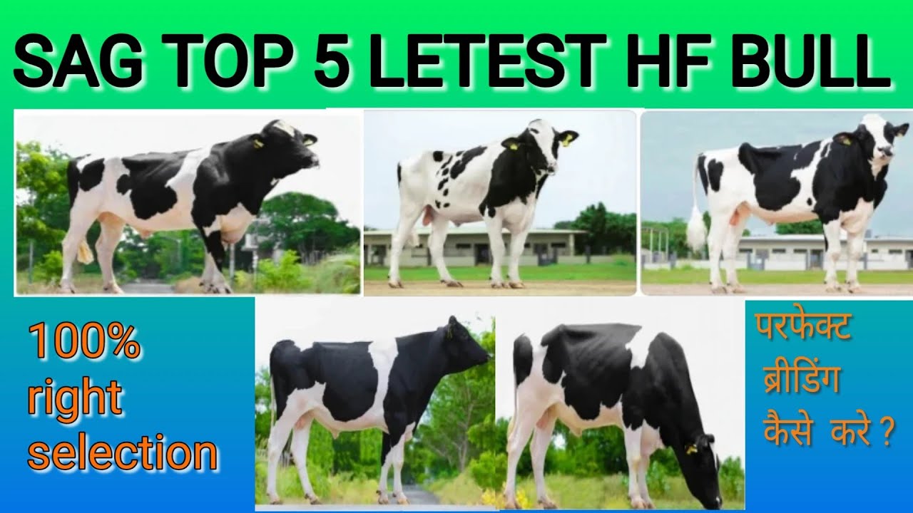 SAG TOP 5 LETEST HF BULL । SAG । BREEDING । sag hf bull ।  ।
