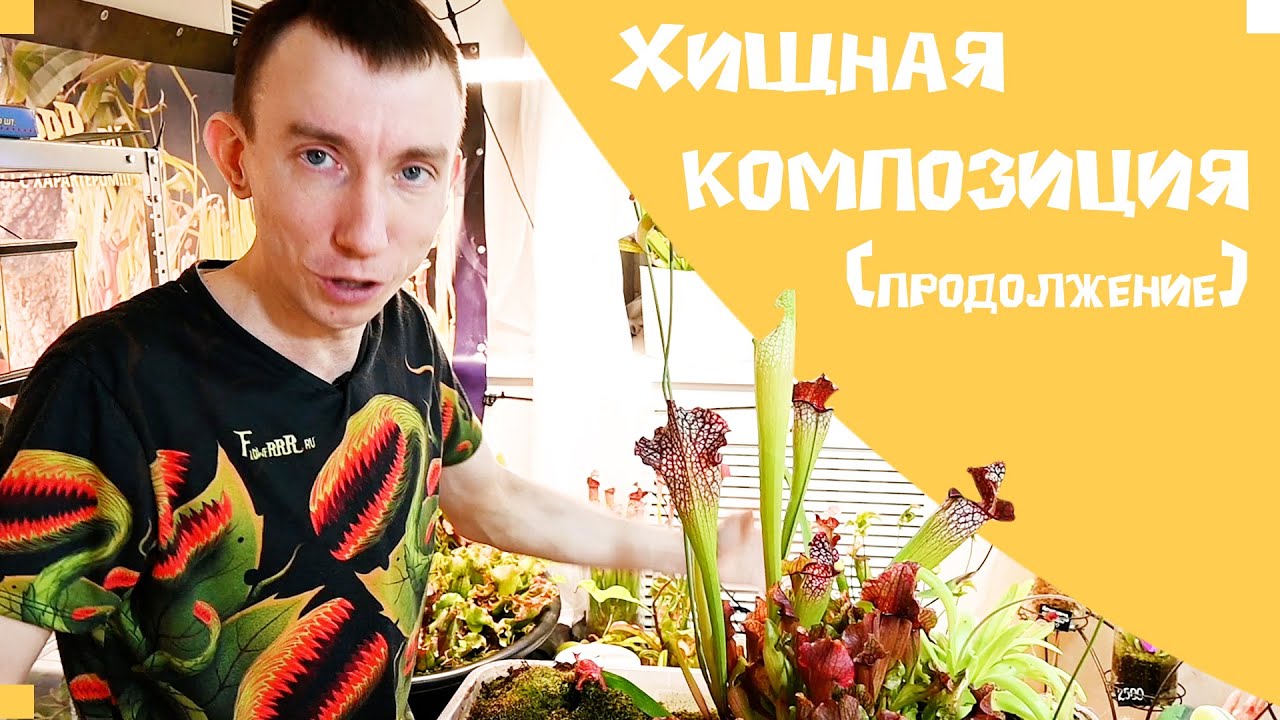 хищная композиция
