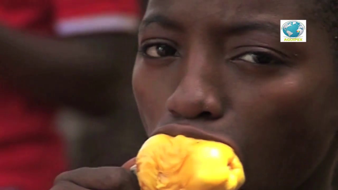 DOCUMENTAIRE SUR LE CAJOU DE GUINEE -  AGUIPEX