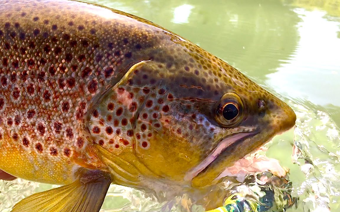 Oregon Fly Fishing Trip