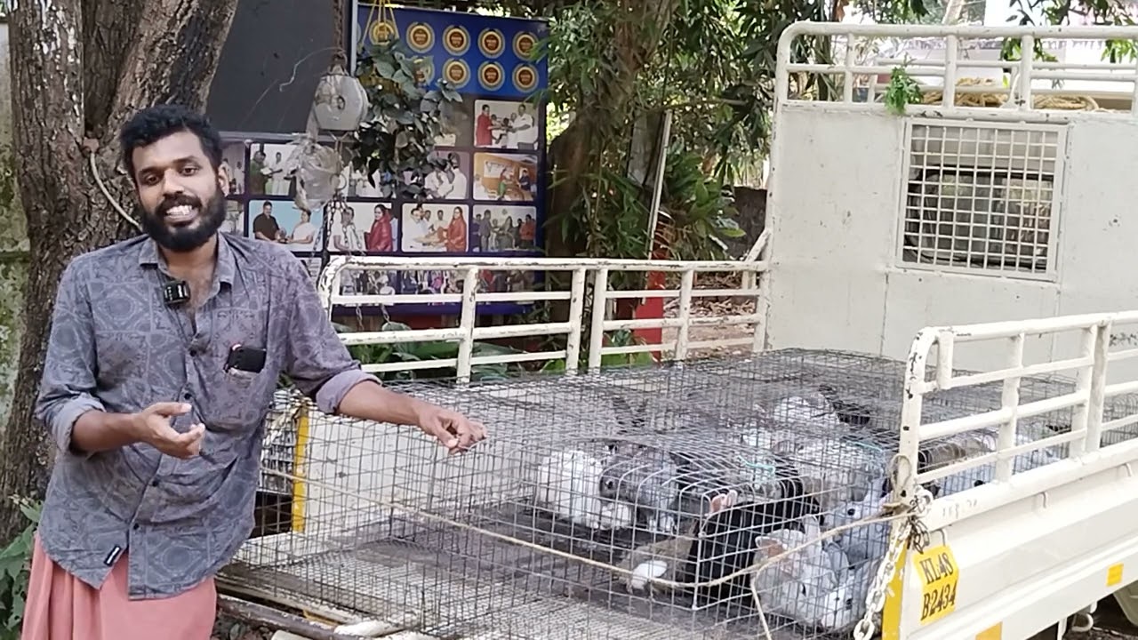 വെറും 3 യൂനിറ്റ് മുയലുകൾ ഉണ്ടെങ്കിൽ ഒരു കുടുംബത്തിന് സുഖമായി കഴിയാം  ☎️:9895297205