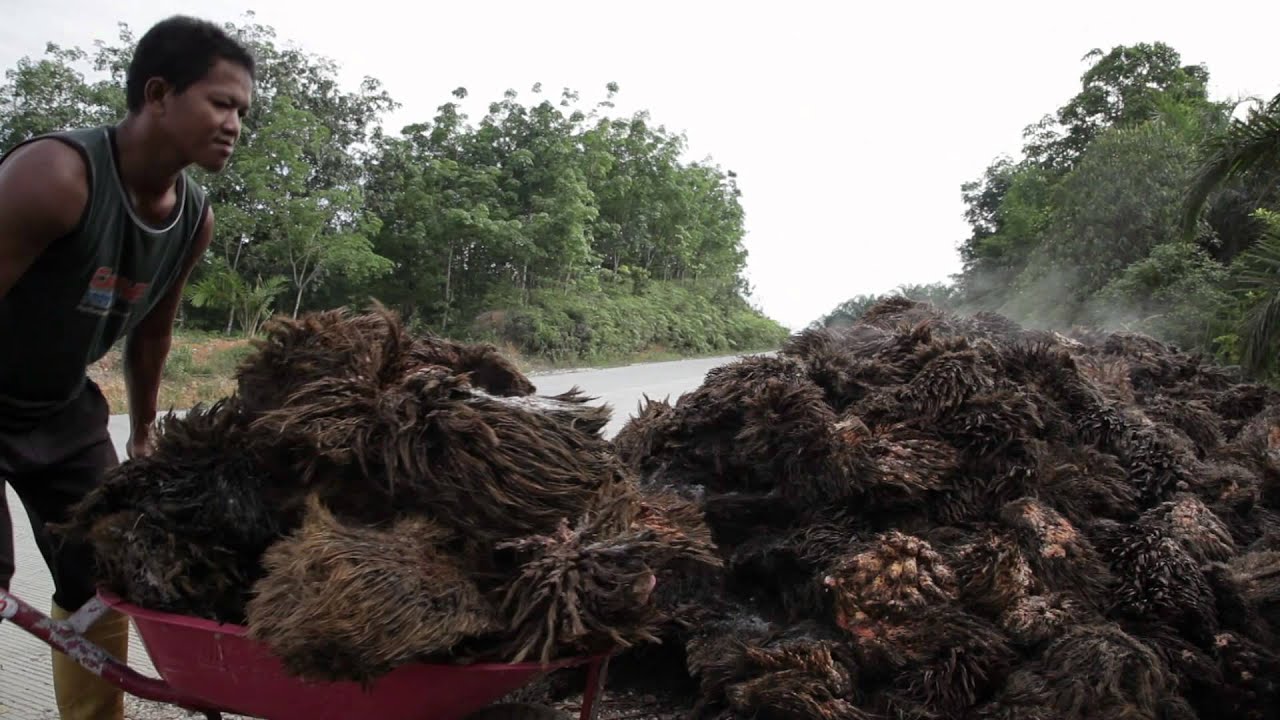 Understanding 'Deforestation Free' in Indonesia
