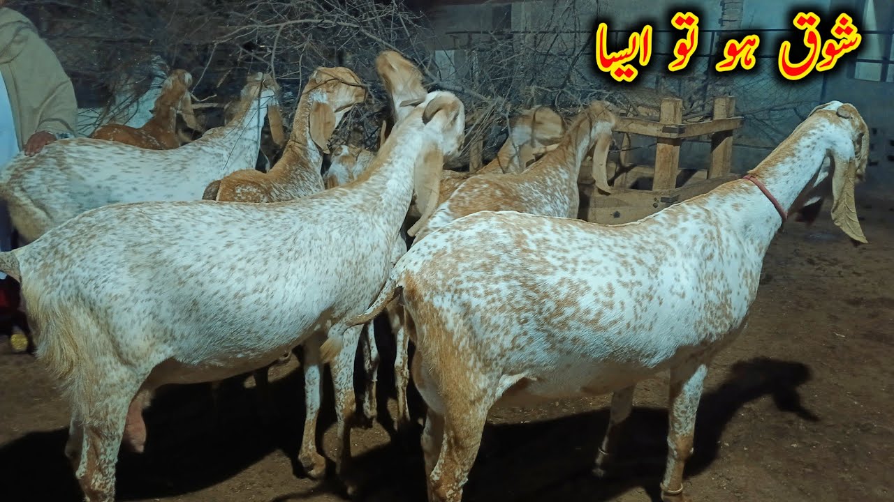 Top Class MAKHEE Cheena Beetal Goats Of Kaleem Gujjar Bhai - Beetal Goats