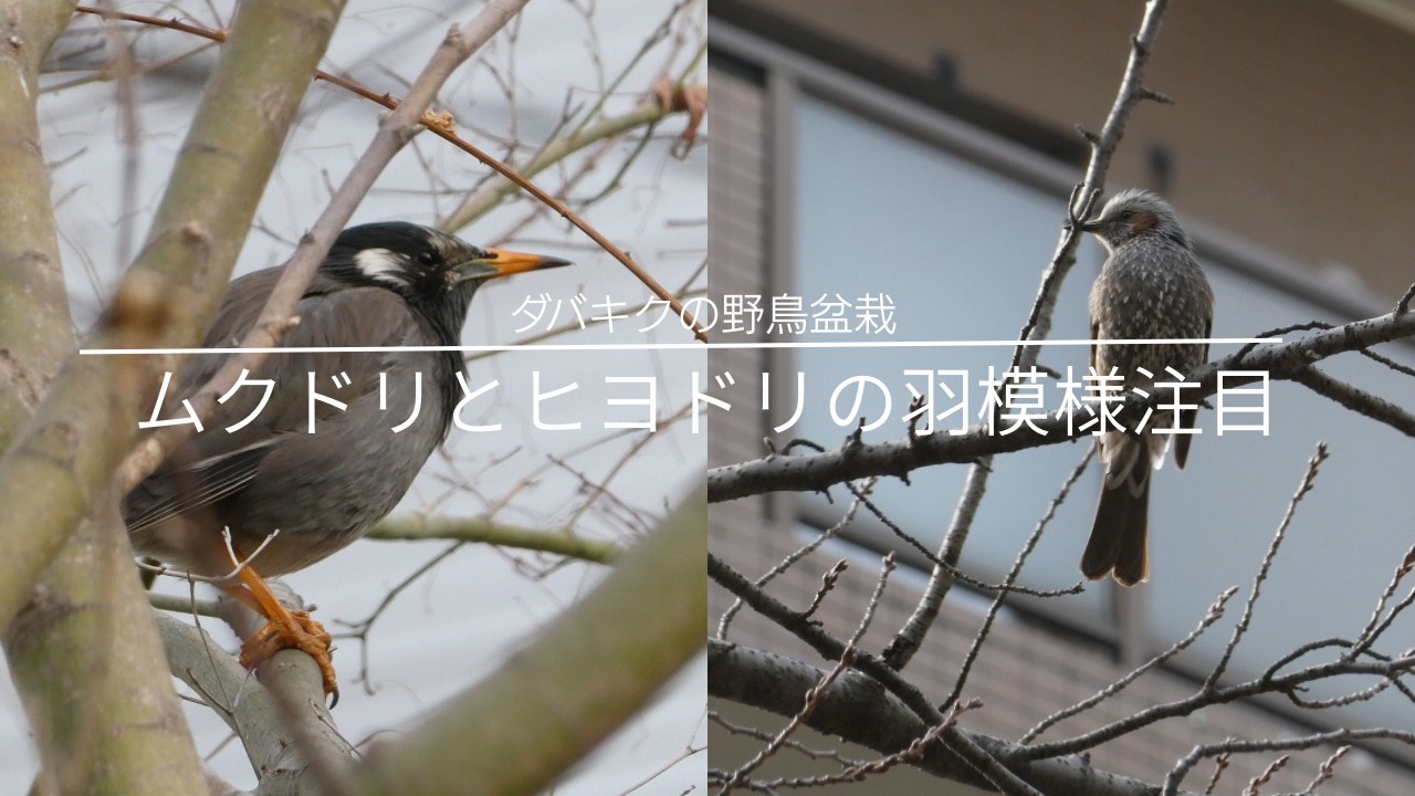 ムクドリとヒヨドリが美しいので見てほしい動画
