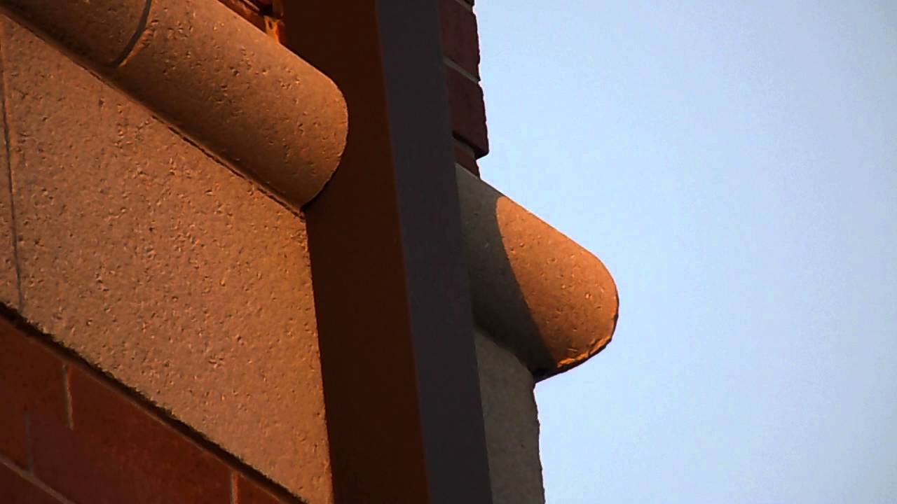 Mexican Free-tailed Bats emerging from roost on Hendrix Hall