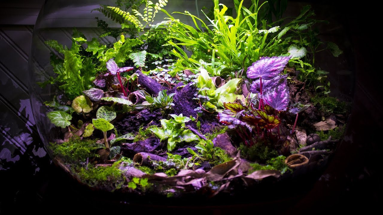 Bioactive Orchid Forest biOrb AIR