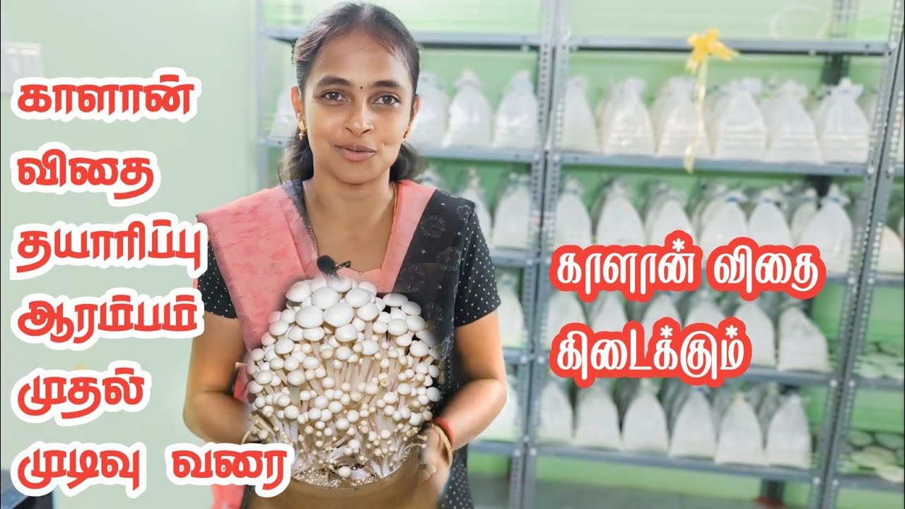 காளான் விதை தயாரிப்பு | Kaalan vidhai thayarippu in tamil | Mushroom seeds making | JP Tamil Tv