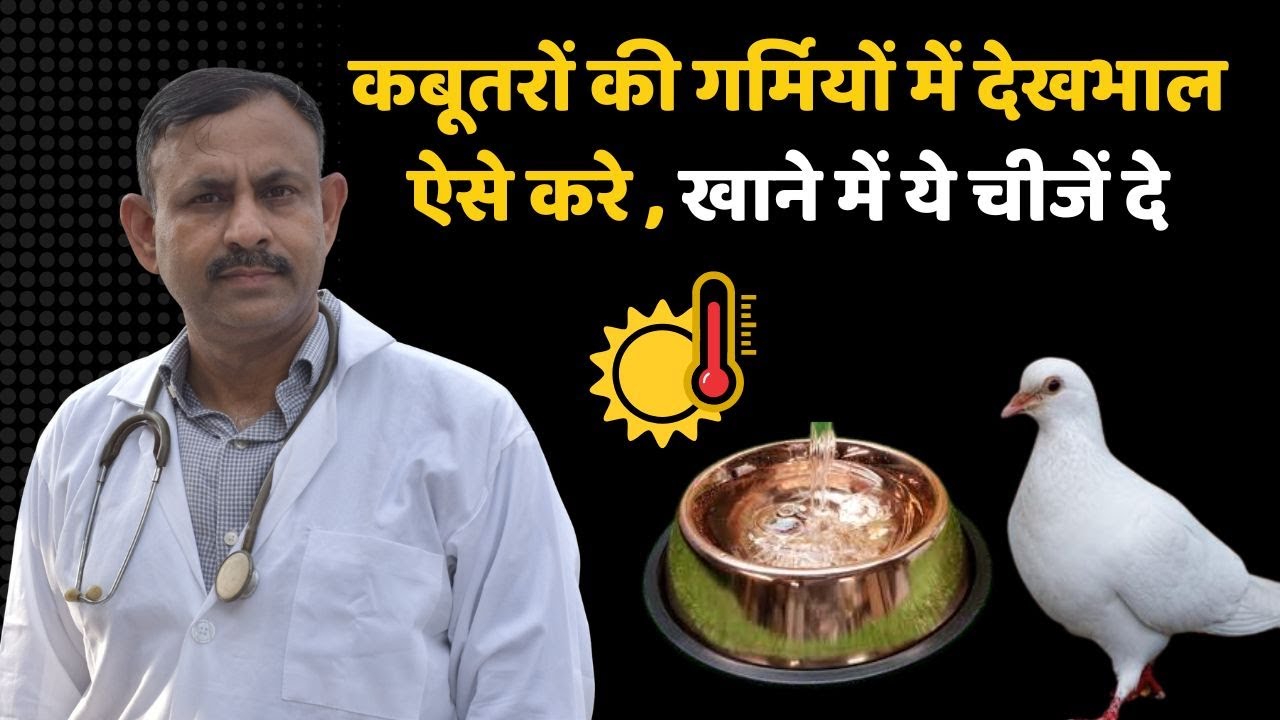 कबूतरों की गर्मियों में देखभाल कैसे करे |  खाने में ये चीजें दे | Pigeon Birds | Dr Nagender Yadav