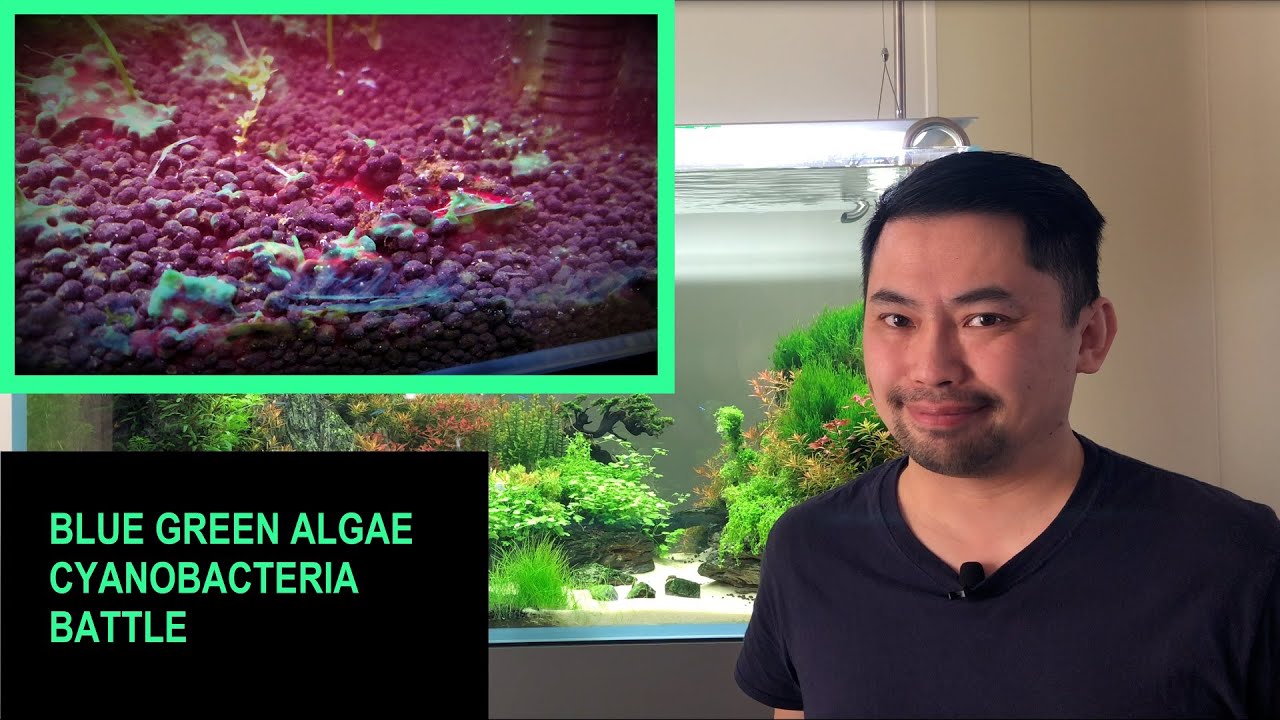 Blue Green Algae Cyanobacteria Battle