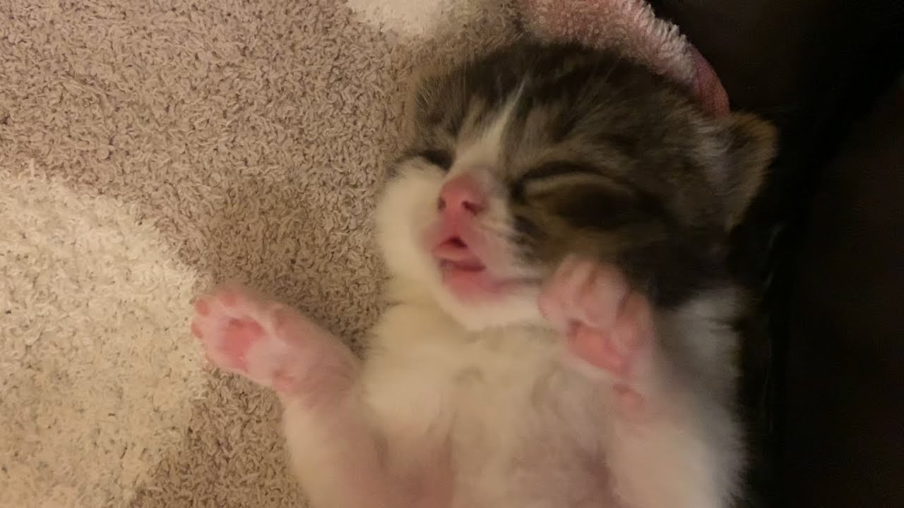 子猫の大冒険でハプニング発生！！