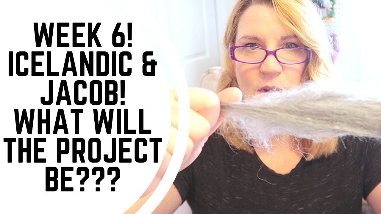 Исследование породы, эпизод 6 — Исландские породы овец и проект Jacob Wool Plus завершены?? Пряжа!