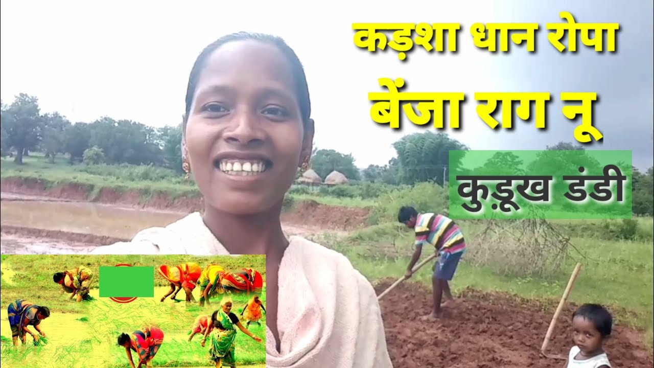कड़शा धान रोपा बेंजा राग नू। कुड़ूख डंडी।