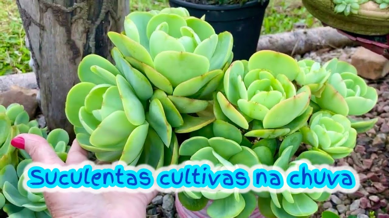 SUCULENTAS CULTIVADAS NO TEMPO SEM STRESS
