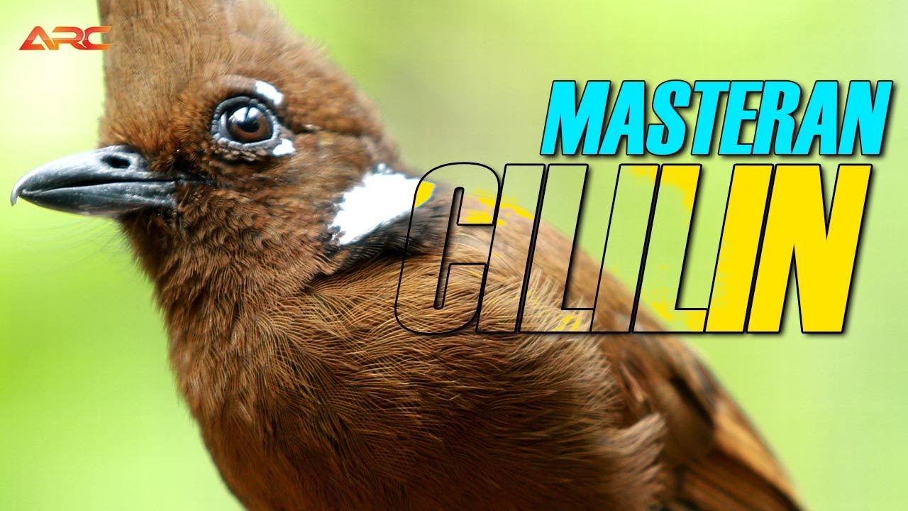 MASTERAN CILILIN GACOR DURASI PANJANG