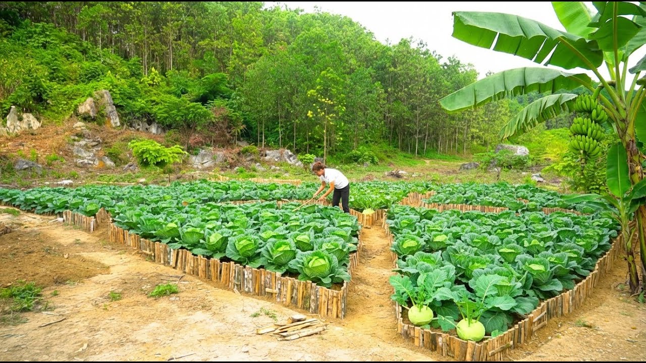 Living Alone in the Mountains: A Bamboo Vegetable Garden, How to Grow Bananas