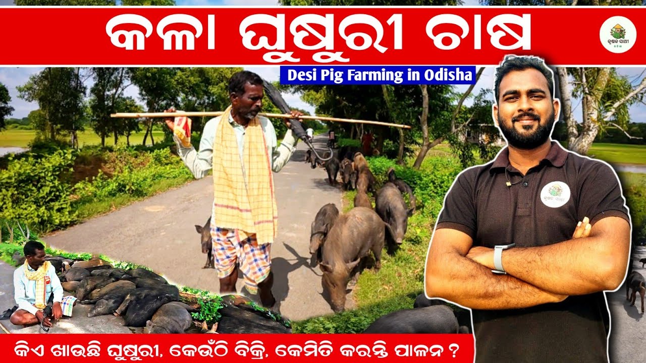Desi Pig Farming in Odisha | Profitable Business Idea for Farmers 2025 | Krushak Sathi Odisha 