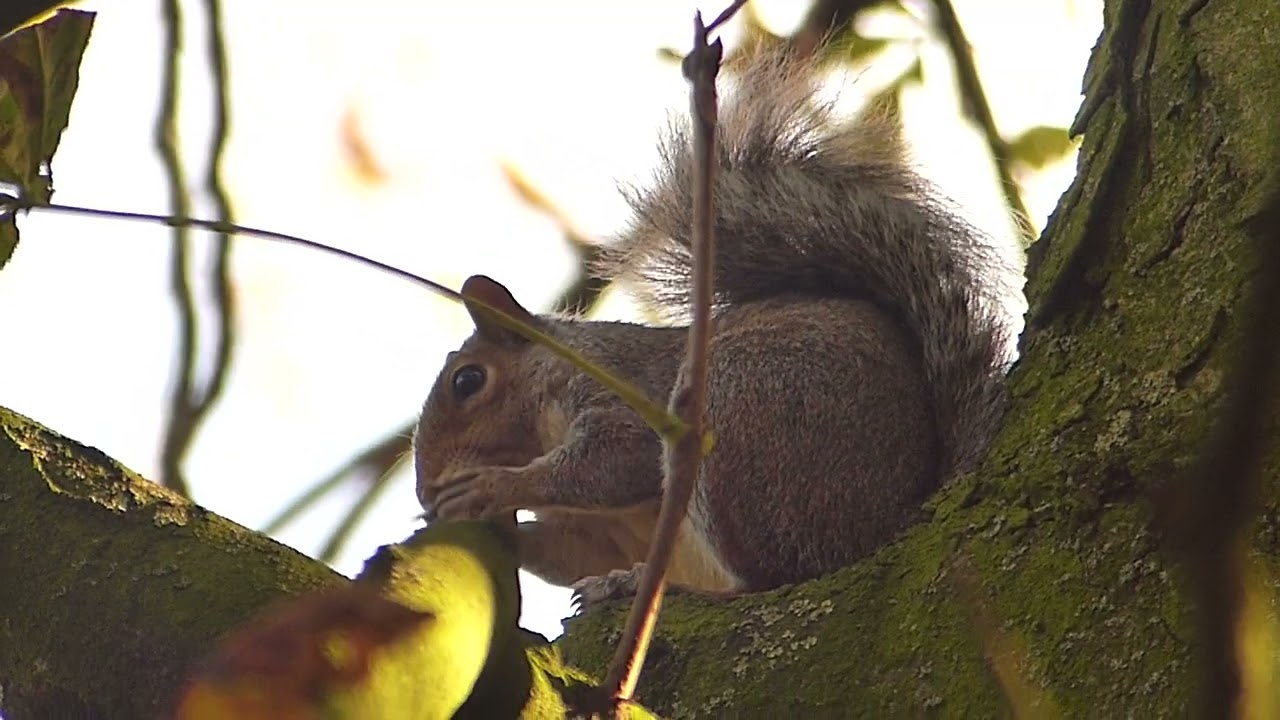 Squirrel enjoying a nutty treat
