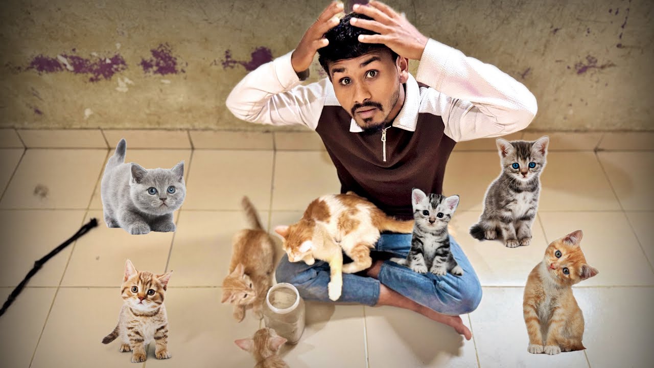 Itne Saare Cats kahan Se Aa Gaye 🤯 #pets #dailyvlog #funnycats #riteshpawarvlogs 