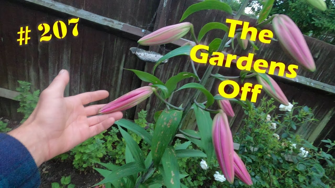 # 207 | Its all growing | Garden tour.
