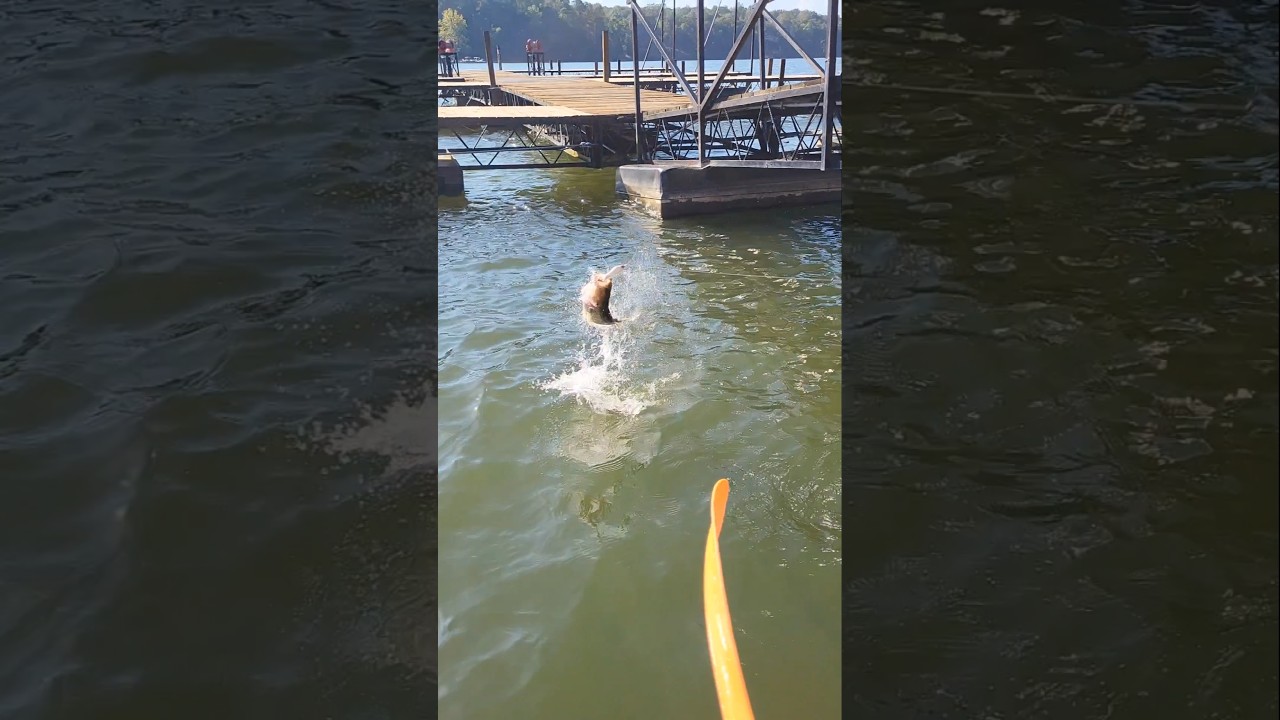Heartbroken 💔 in October Fishing Lake Lanier