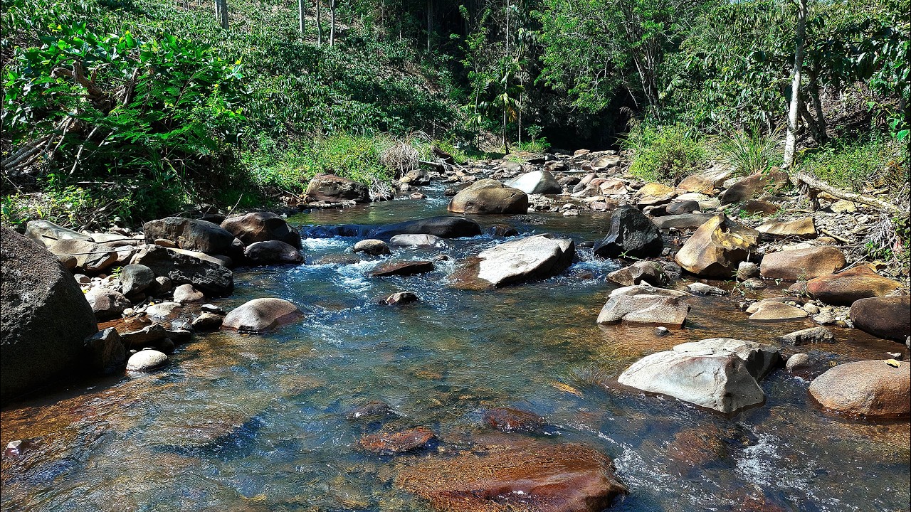 Let the Clear Forest River Flow with Gentle Water Sounds Calm Your Heart & Help You Sleep Naturally