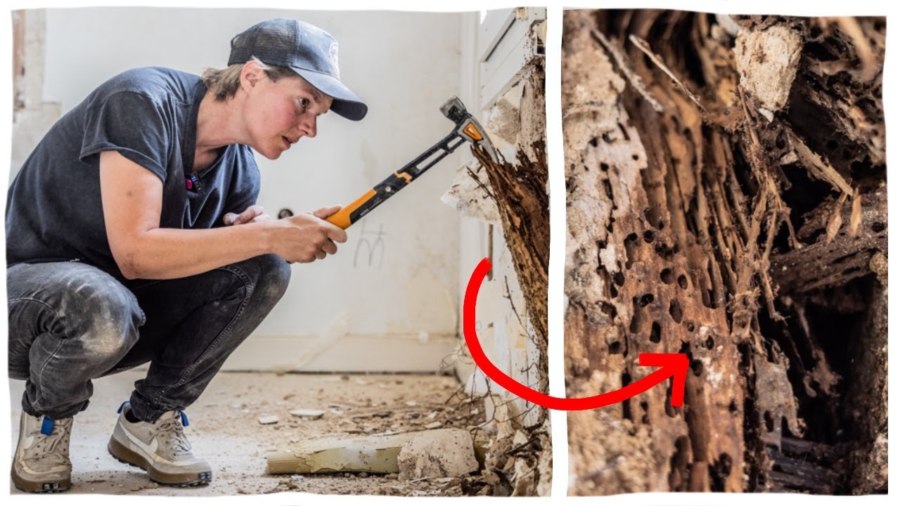 It's not only Ants...it´s worse than we thought! Rescuing a 120 year old House