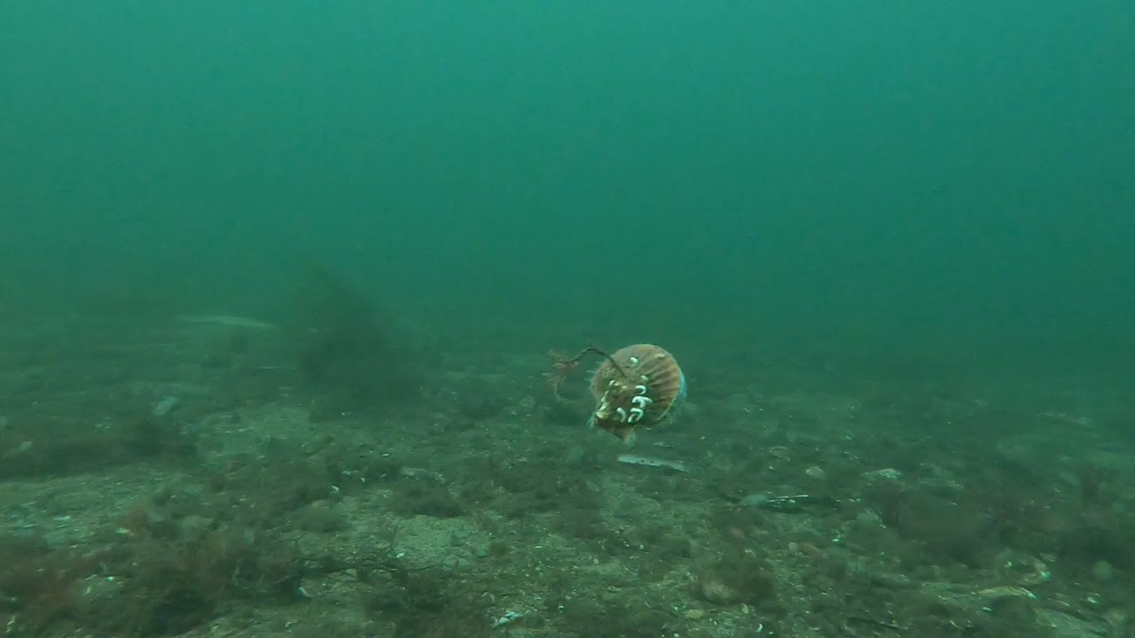 Shellfish Diving in Scotland 4K (loch fyne).