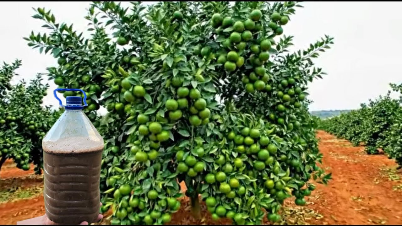 Mayor floraci&oacute;n y crecimiento para todo tipo de plantas, MARAVILLOSO abono casero.