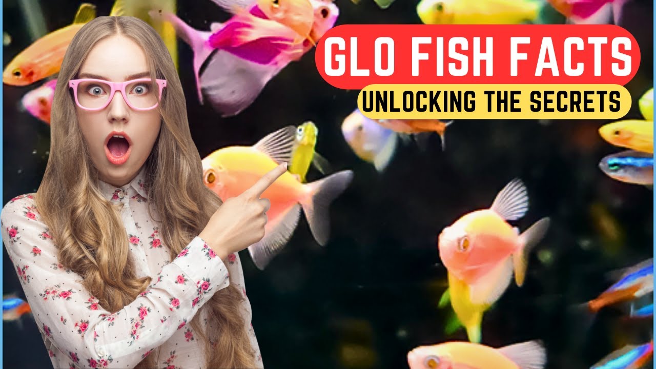 Unlocking the Secrets of Glo Fish Facts | Fish Facts