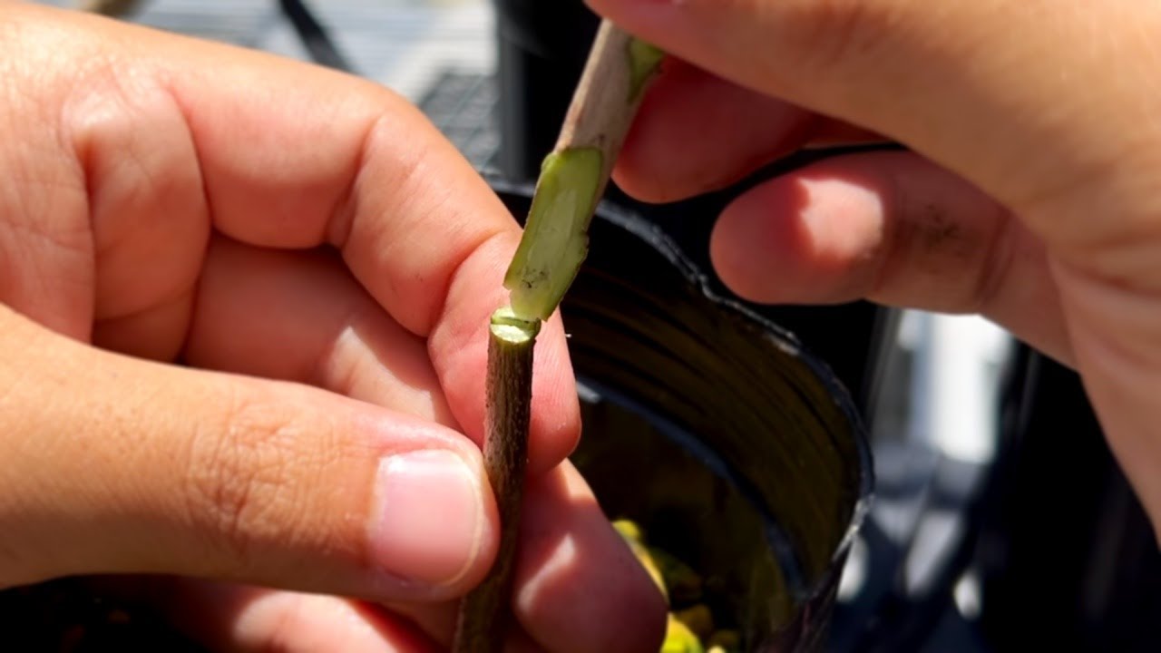 Grafting Fails Because You Didn’t Do This First