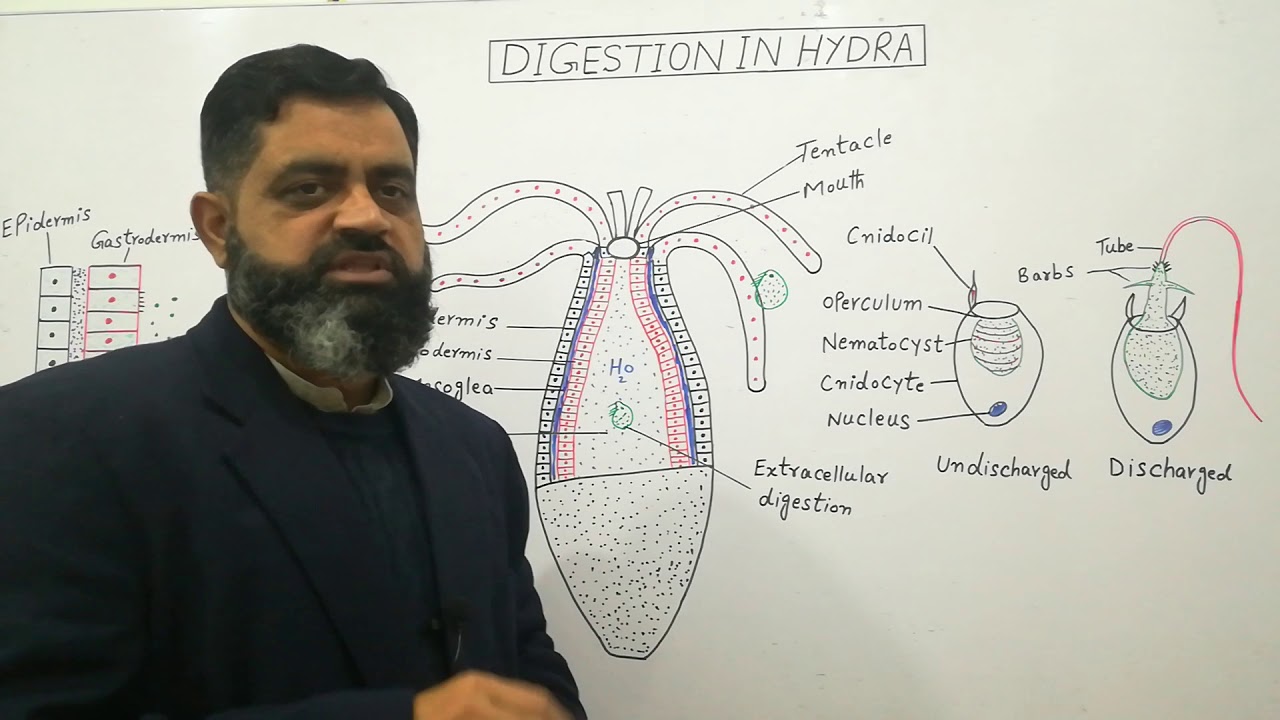 Digestive system of Hydra English medium @prof.masoodfuzail| Digestive system of Cnidarians