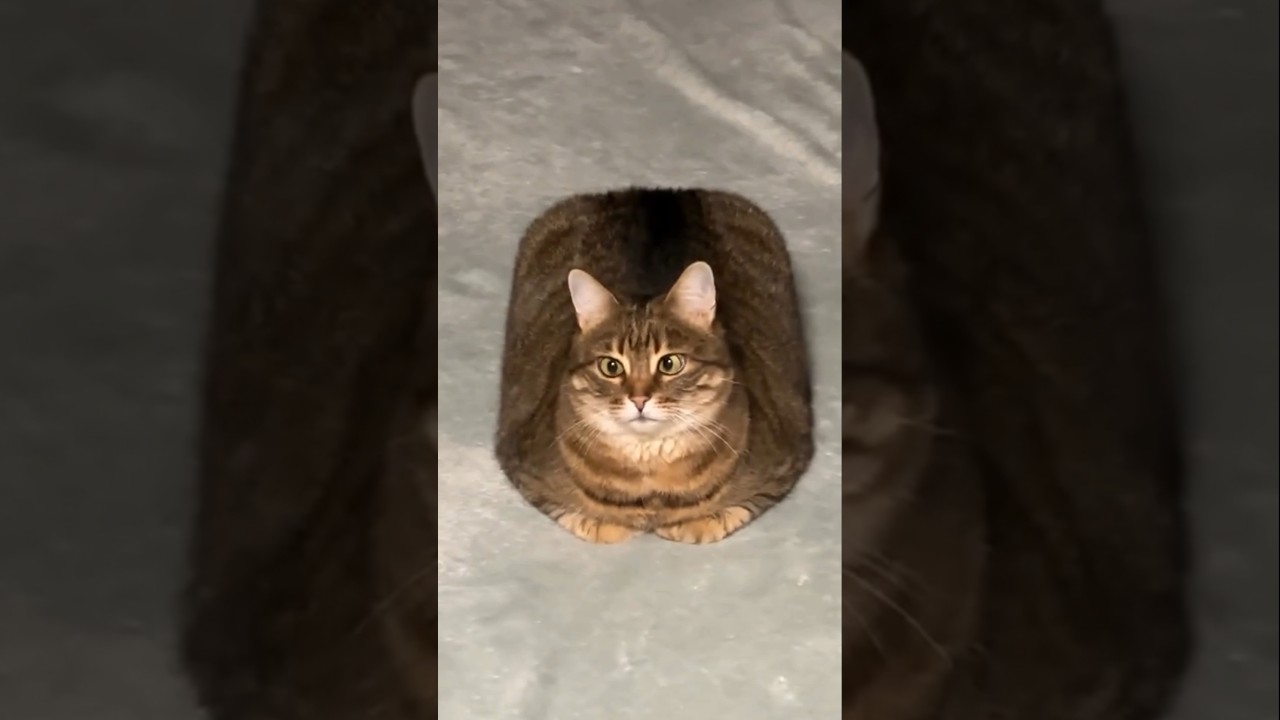 Sitting Anywhere Except On The Cat Tree 😺