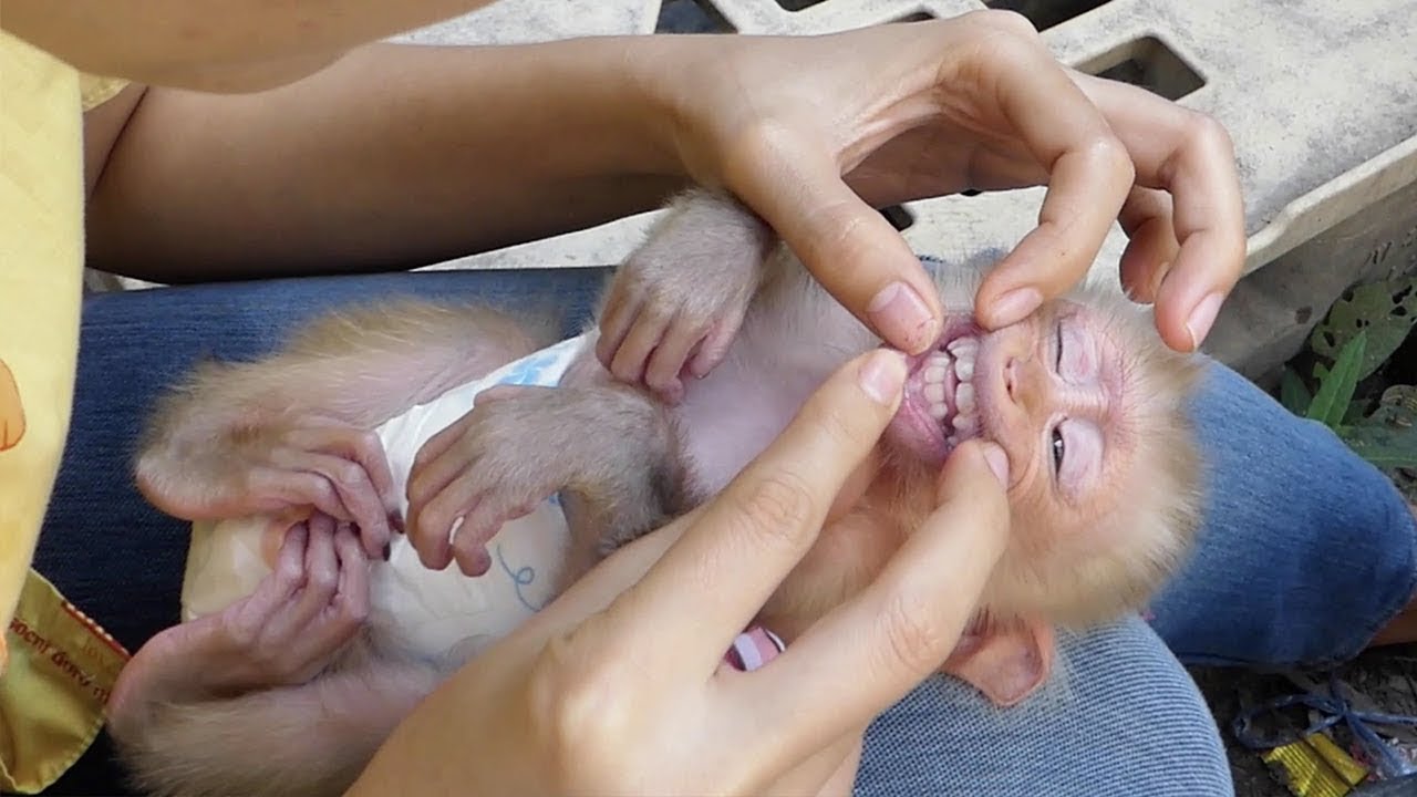 Super Cute Baby Moly Sleep So Compelling Gesture Sucking His Pacifier, Cute Newborn Monkey